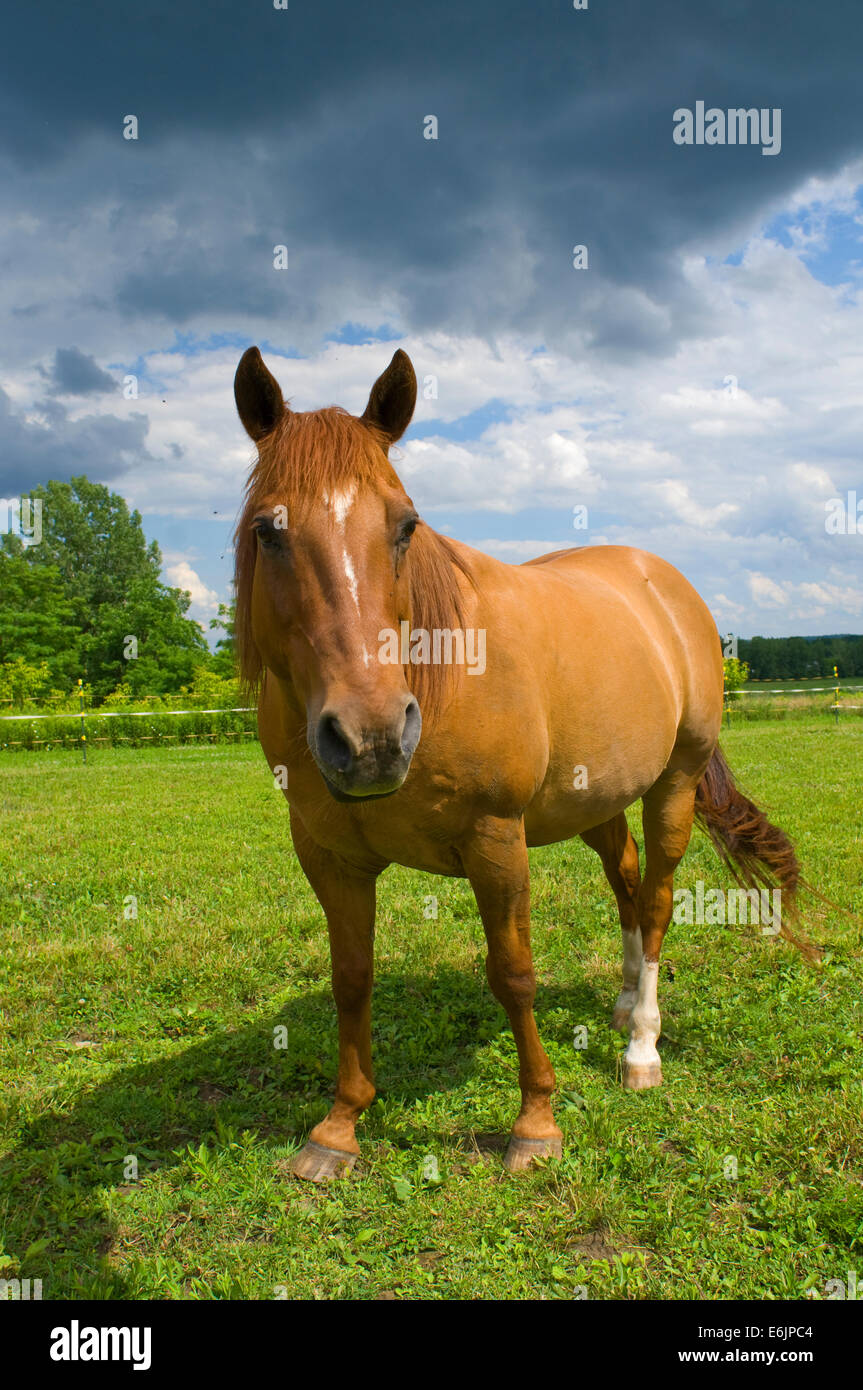 Originally called the Celebrated American Quarter Running Horses by English colonists in the 1600s, the American Quarter Horse w Stock Photo