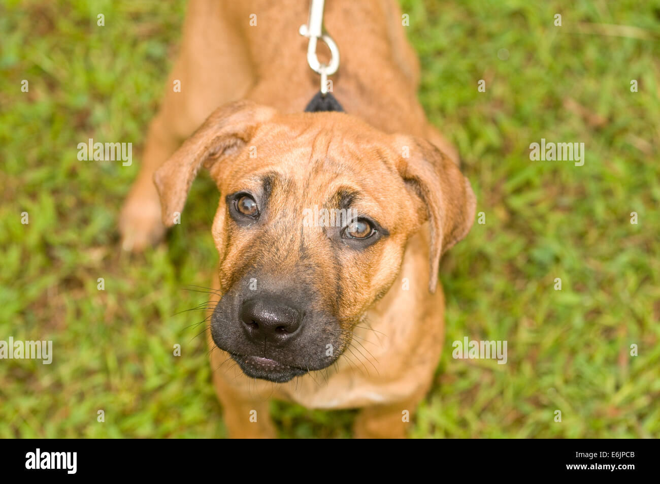 tan labrador retriever