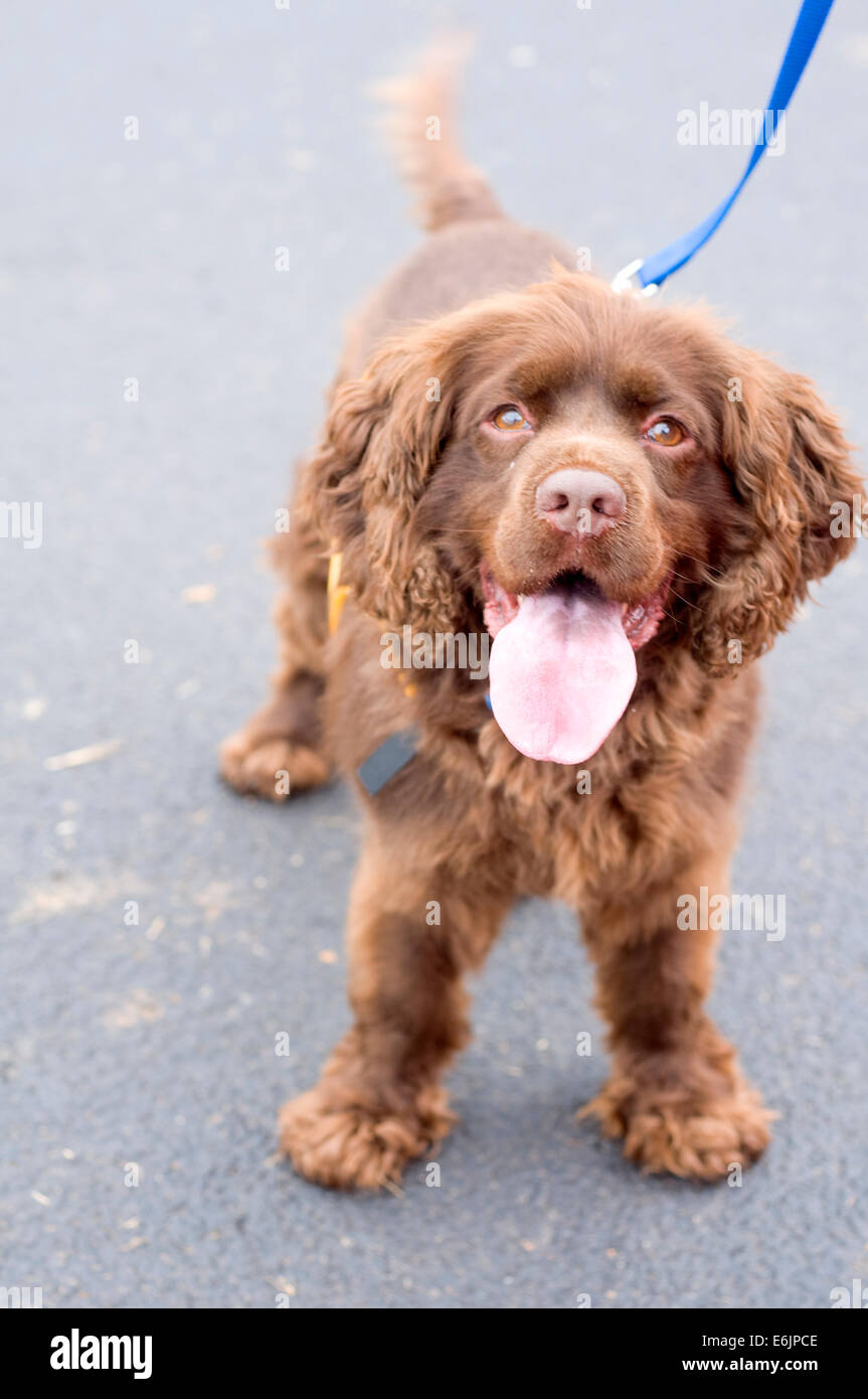 A brown, panting dog, known as a 'mutt' wags his tail while at a fundraiser and adoption event for homeless dogs. He a mixed bre Stock Photo