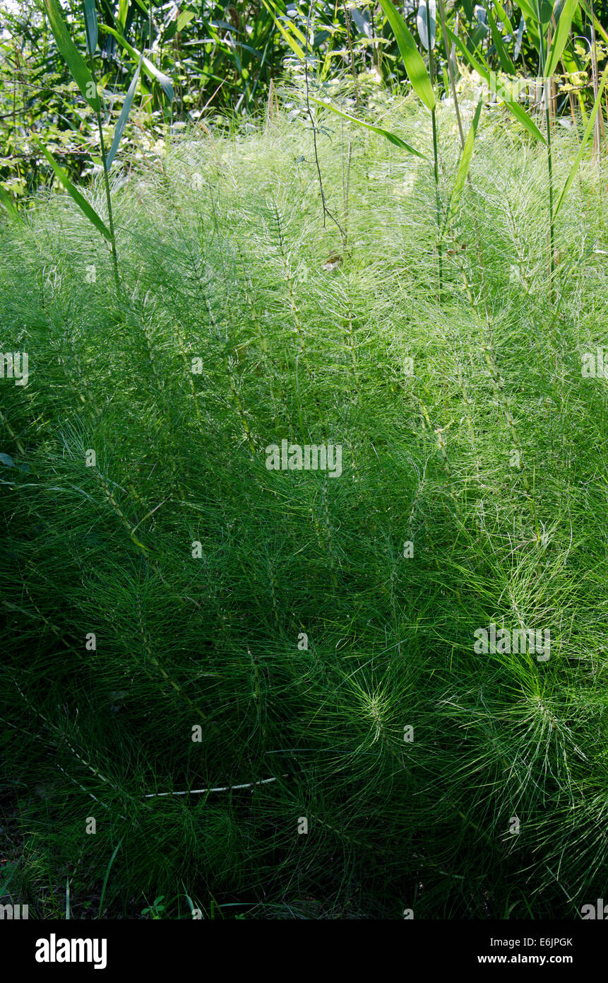 Field horsetail, common horsetail or Mare’s tail, Equisetum arvense, Lombardy, Italy. Stock Photo