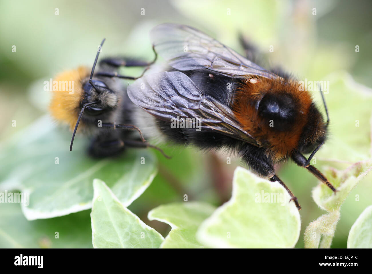 Bumblebees Mating Stock Photo