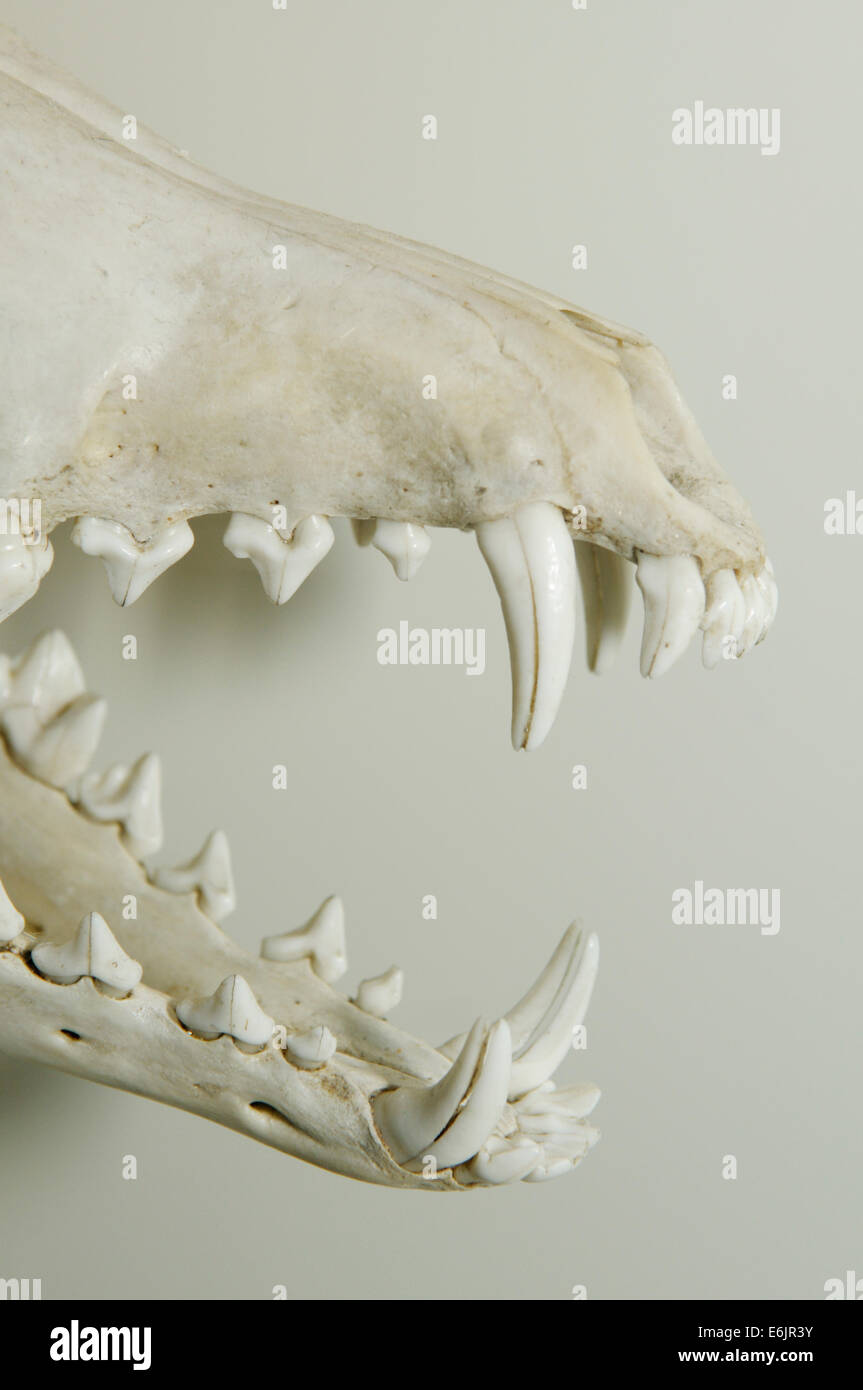 Canine teeth, skull of coyote, Canis latrans Stock Photo