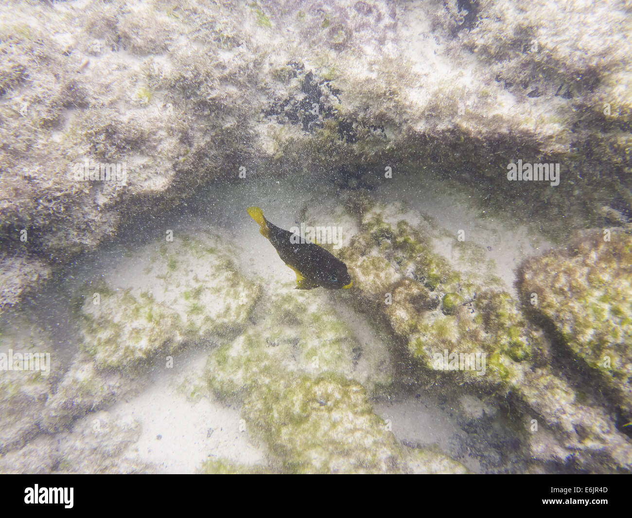 Underwater world of fish. Stock Photo