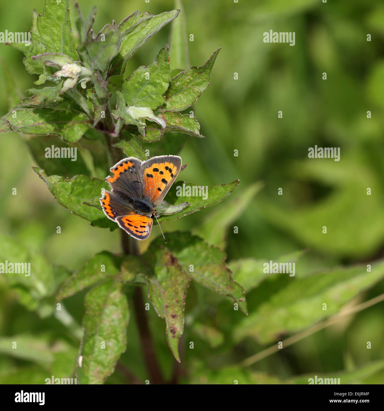 A Small Copper butterfly perched and sunbathing on a leaf of Hemp-agrimony, Norfolk, UK. Stock Photo