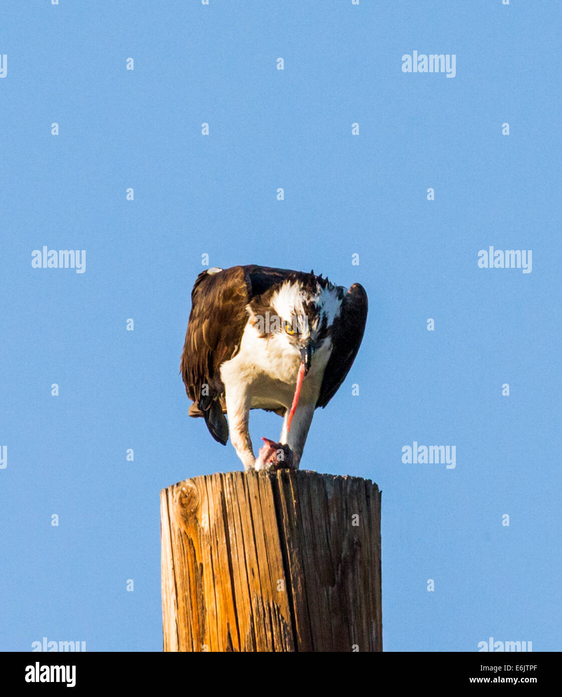 Osprey on pole feeding on fresh caught fish, Pandion haliaetus, sea hawk, fish eagle, river hawk