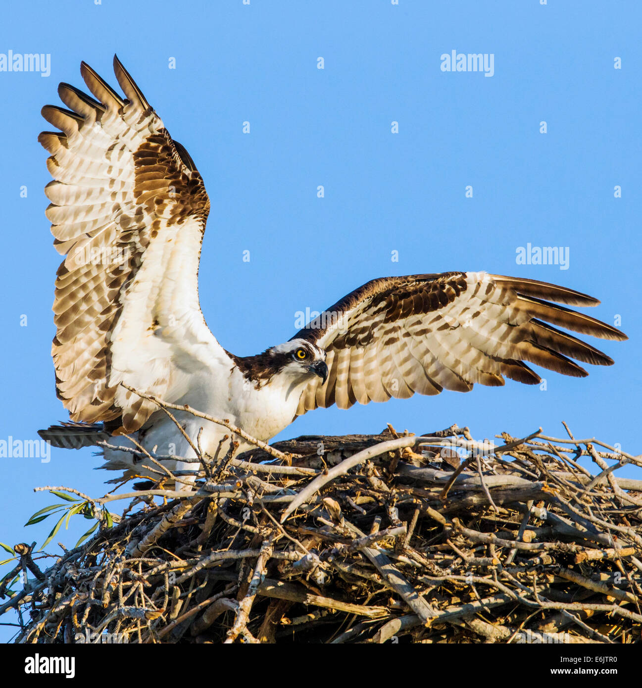 Osprey on nest, Pandion haliaetus, sea hawk, fish eagle, river hawk, fish hawk, raptor, Chaffee County, Colorado, USA Stock Photo