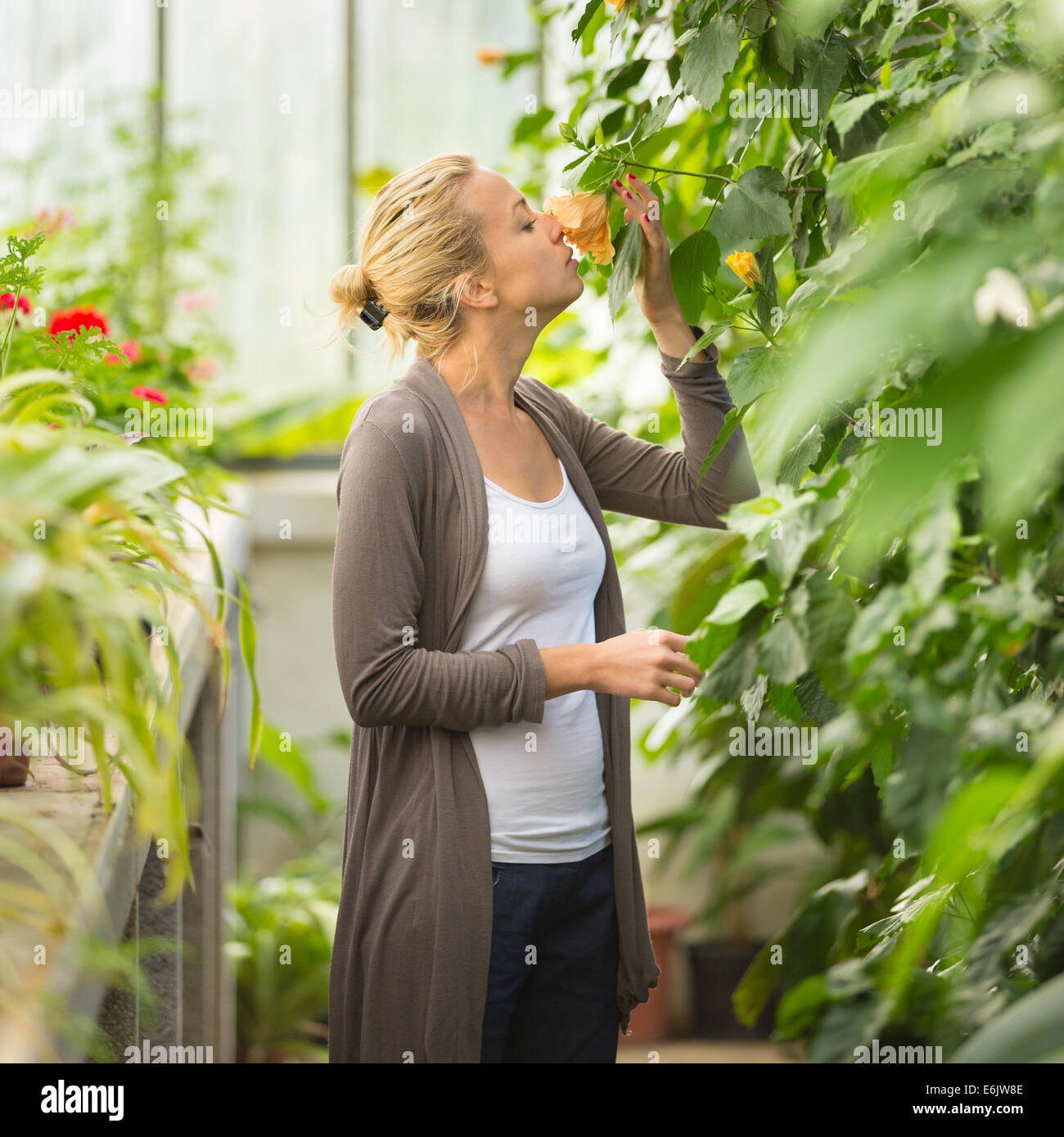 Florists woman working in greenhouse Stock Photo - Alamy