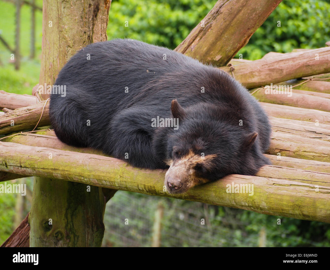 A Sleeping Spectacled bear at the South Lakes Safari Zoo, Cumbria, England Stock Photo