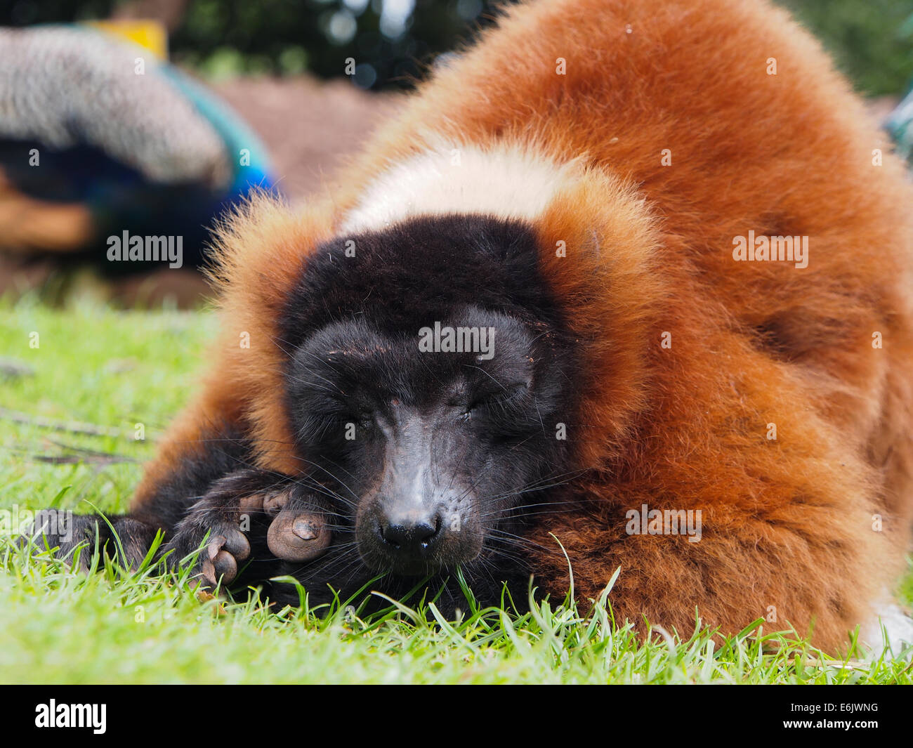 Red Ruffed Lemur sleeping on the grass Stock Photo