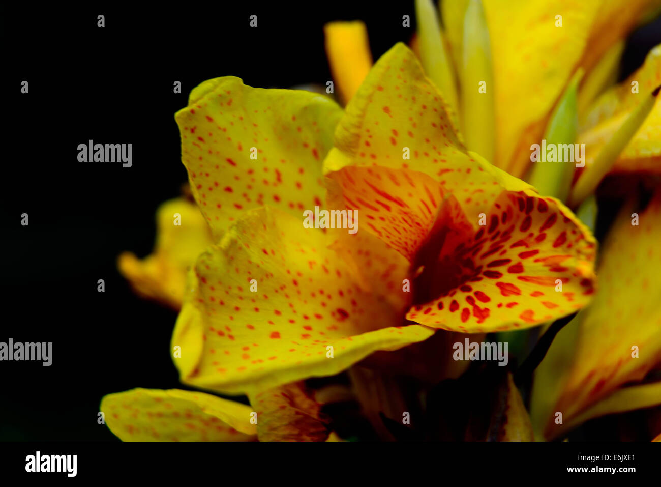 yellow iris with red spots in full bloom Stock Photo - Alamy