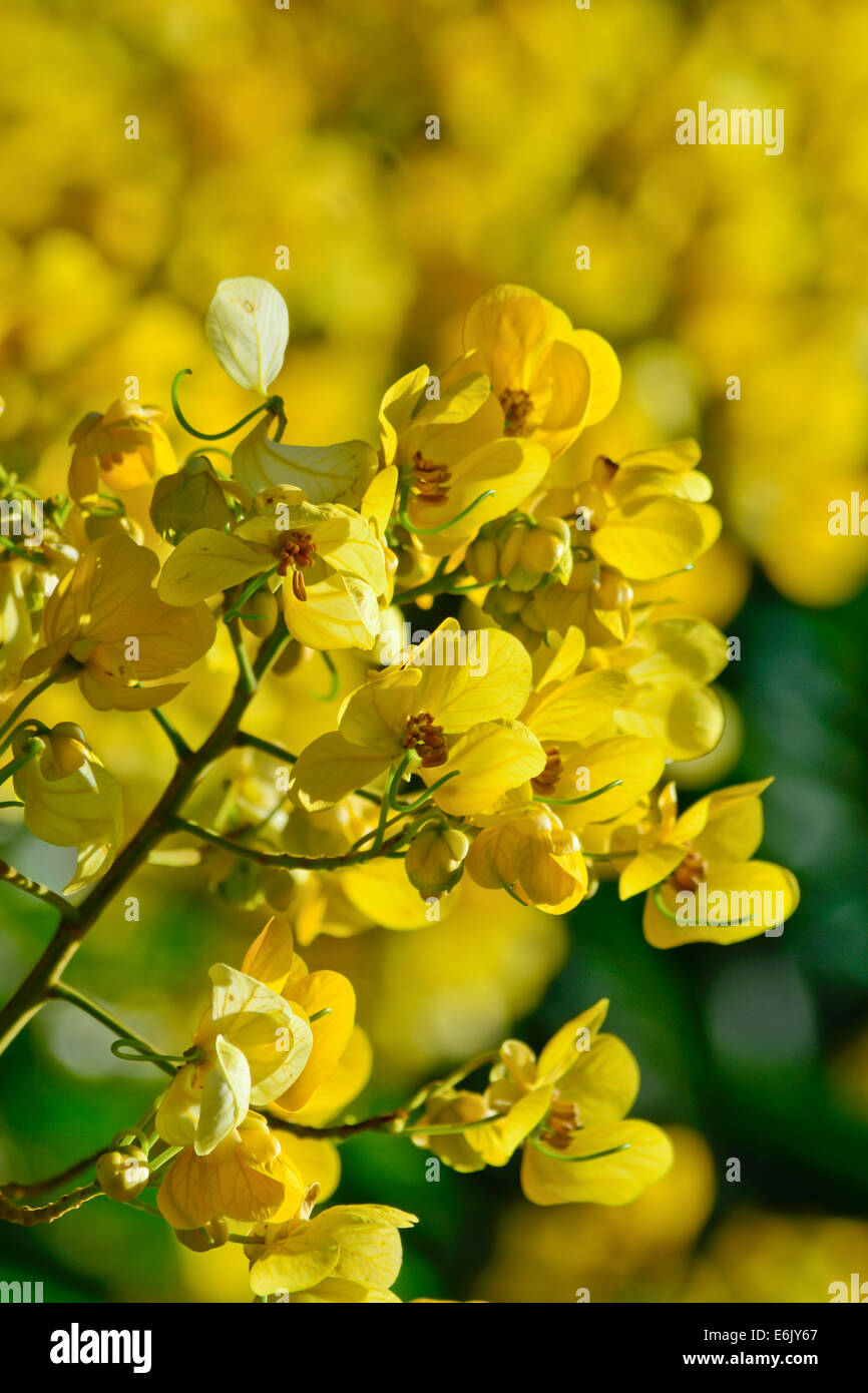 closeup of  yellow  flowers  on tree (Senna siamea Lam)  with blur natural background Stock Photo