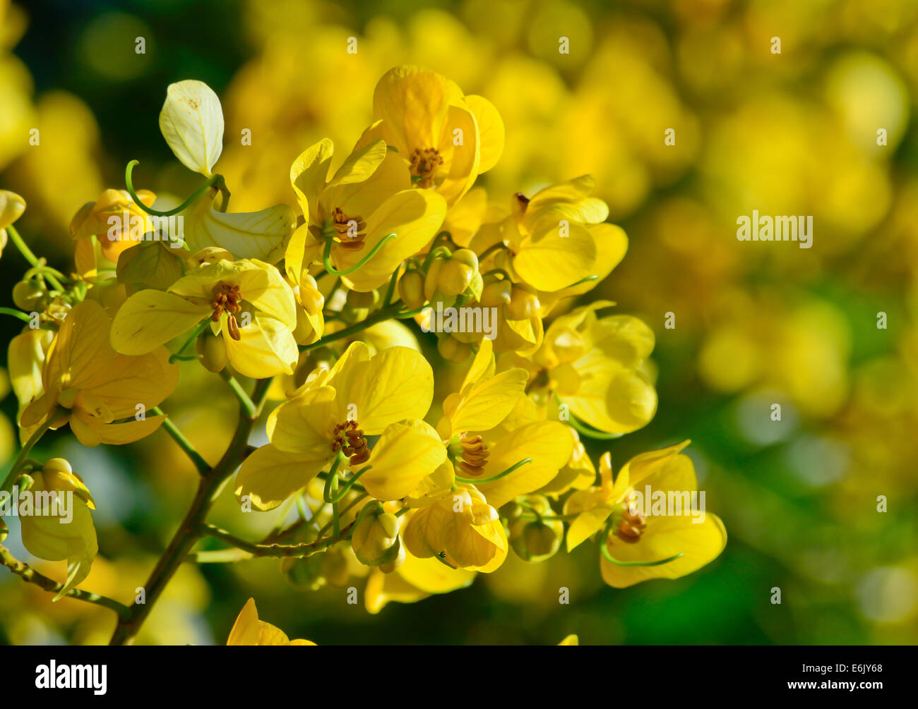 closeup of  yellow  flowers  on tree (Senna siamea Lam)  with blur natural background Stock Photo