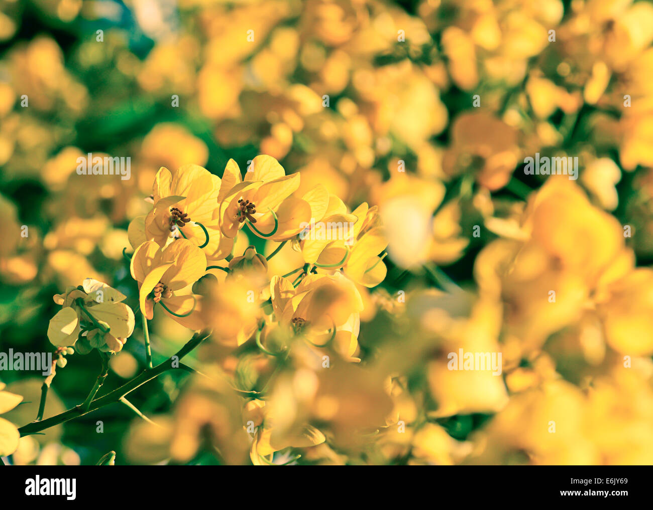 closeup of  yellow  flowers  on tree (Senna siamea Lam)   with vintage filter ;  blur foreground and background Stock Photo