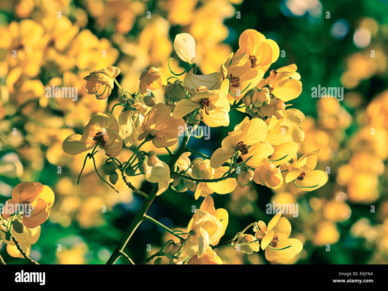 closeup of  yellow  flowers  on tree (Senna siamea Lam)     with vintage filter ; blur  background Stock Photo