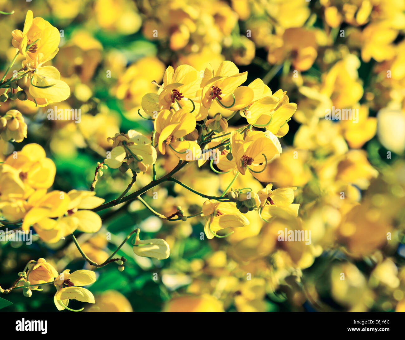 closeup of  yellow  flowers  on tree (Senna siamea Lam)  with vintage filter ; blur foreground and background Stock Photo