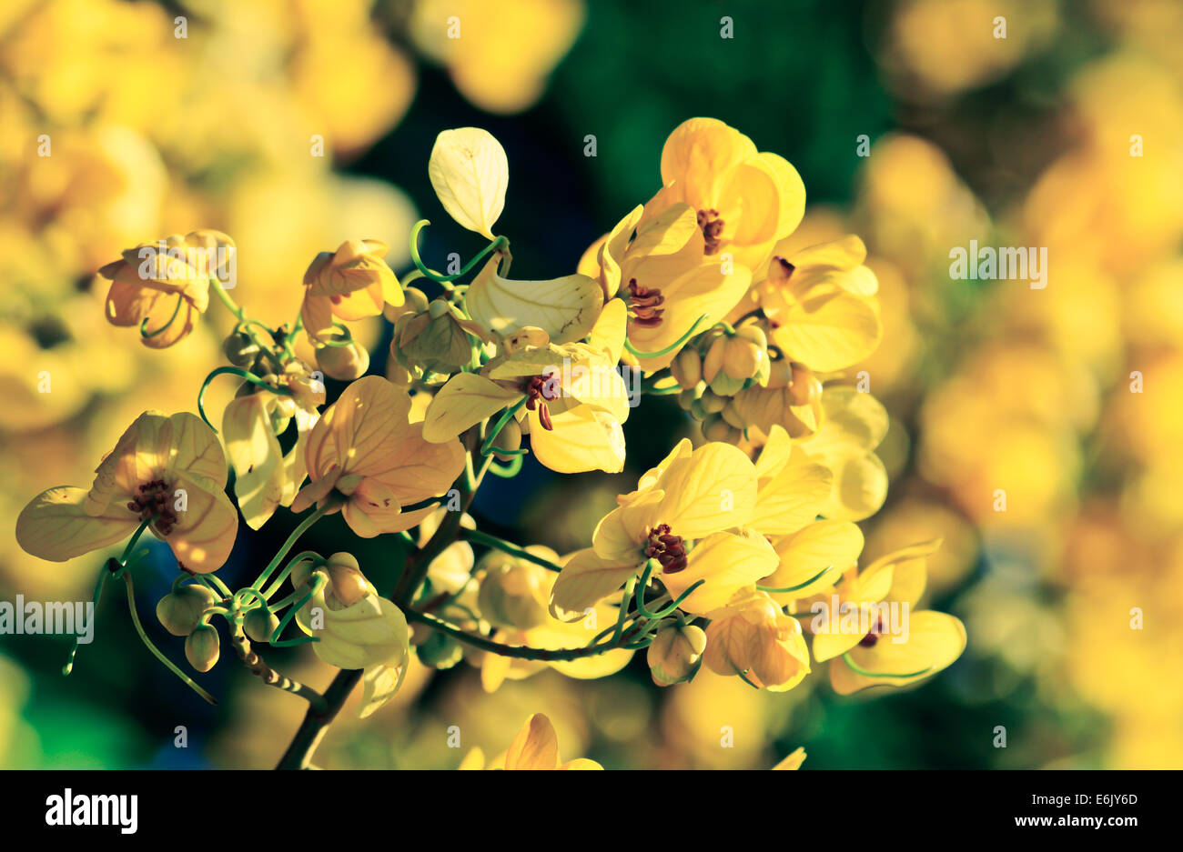 closeup of  yellow  flowers  on tree (Senna siamea Lam)  with vintage filter ;  blur background Stock Photo