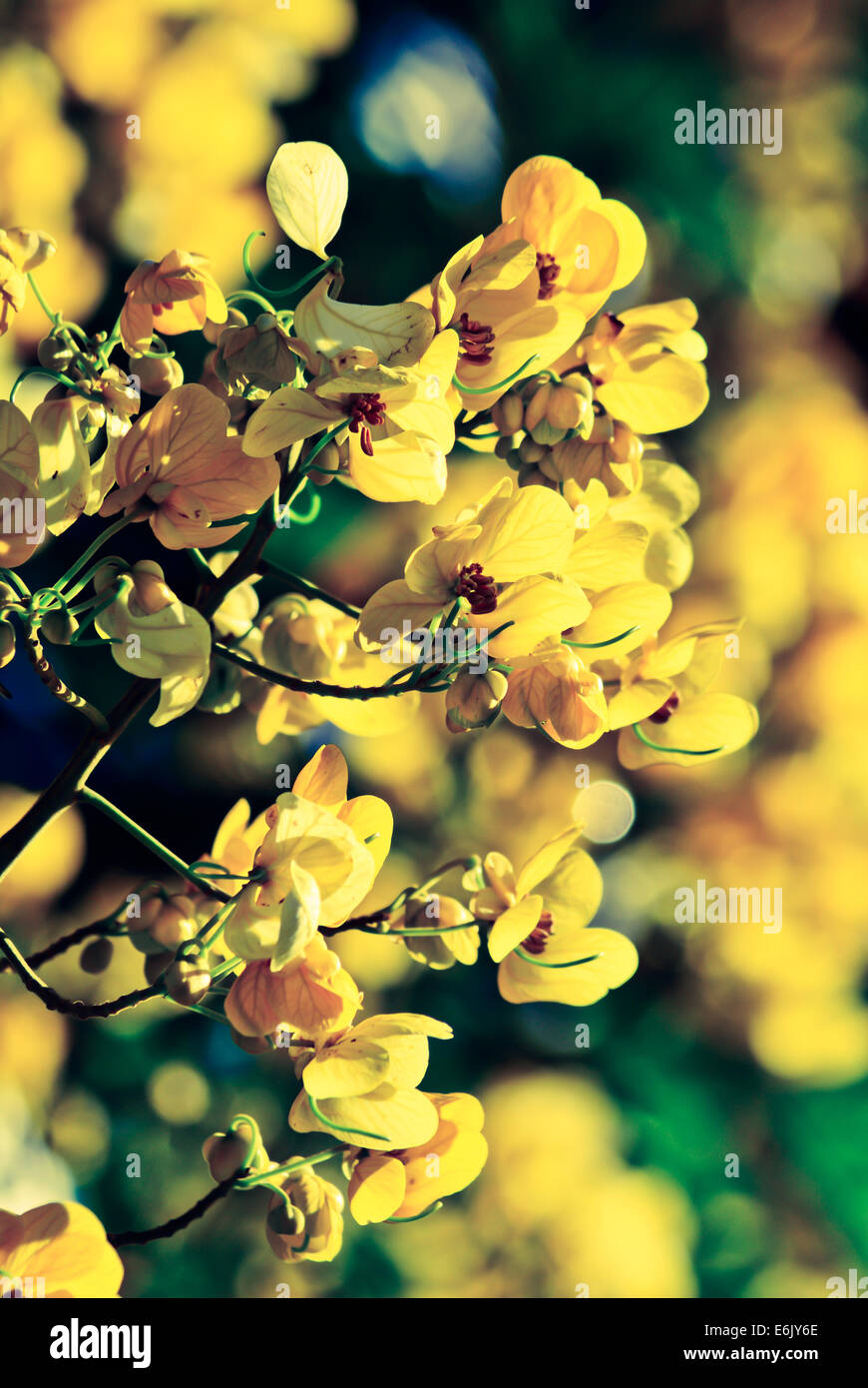 closeup of  yellow  flowers  on tree (Senna siamea Lam)  with vintage filter ; blur  background Stock Photo