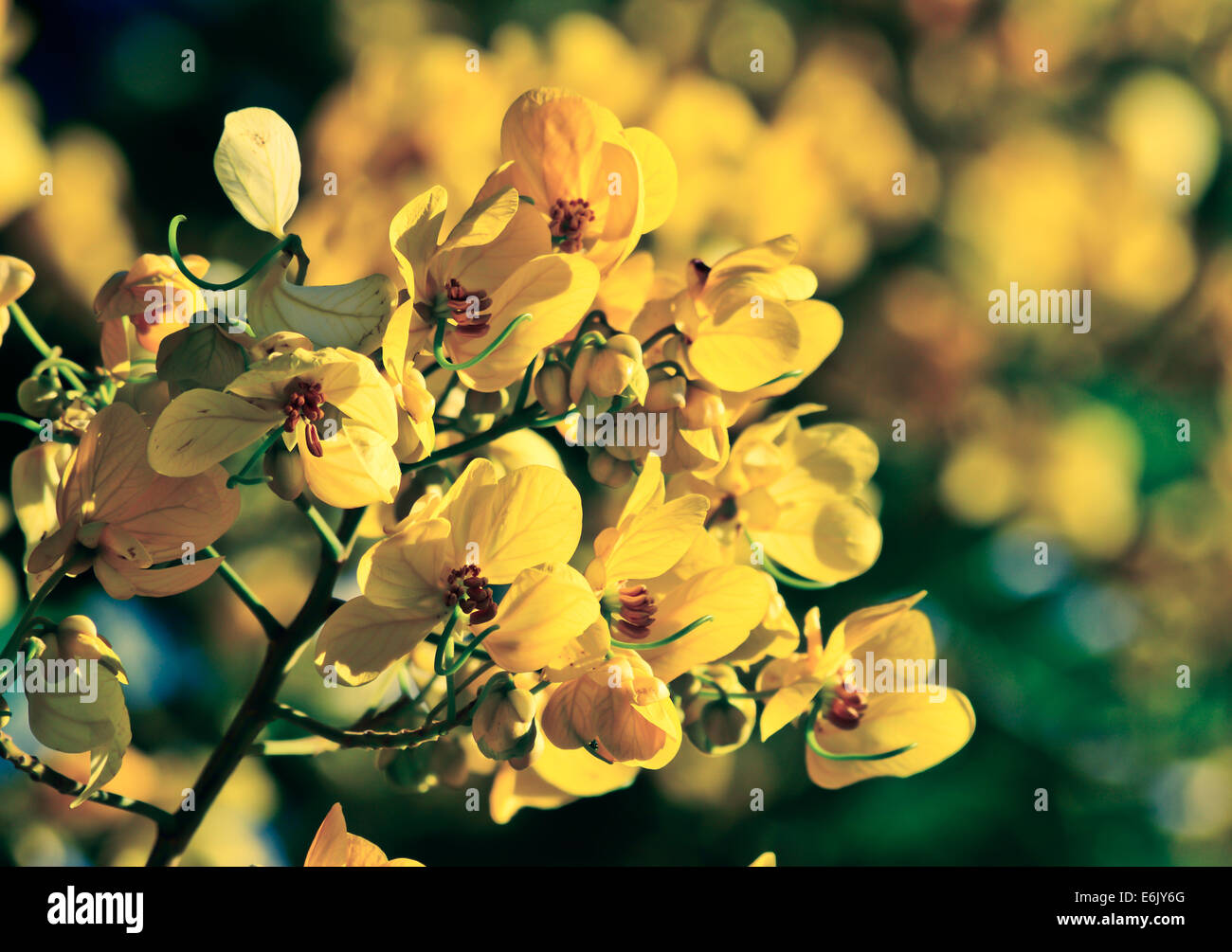 closeup of  yellow  flowers  on tree (Senna siamea Lam)  with vintage filter ; blur  background Stock Photo