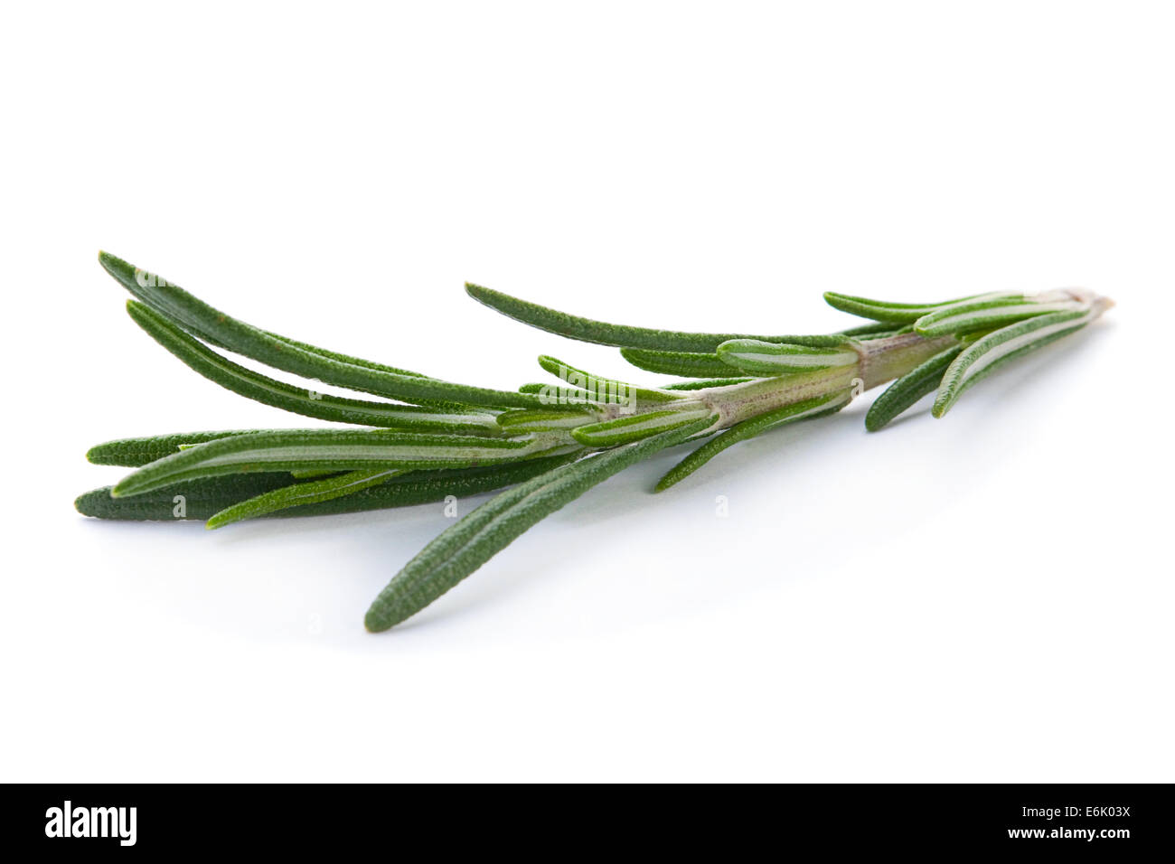 Rosemary herb closeup isolated on white background Stock Photo - Alamy
