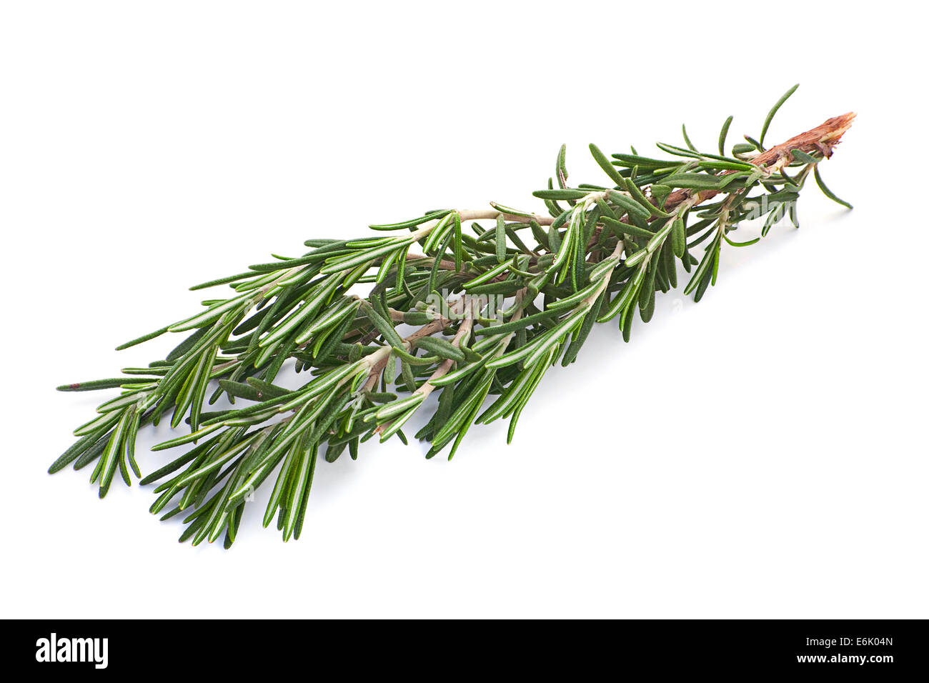 Rosemary herb closeup isolated on white background Stock Photo - Alamy