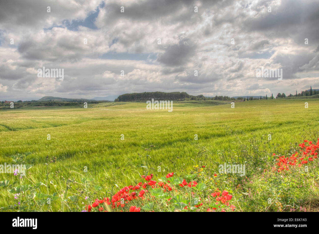 A field of wheat in a cloudy day Stock Photo