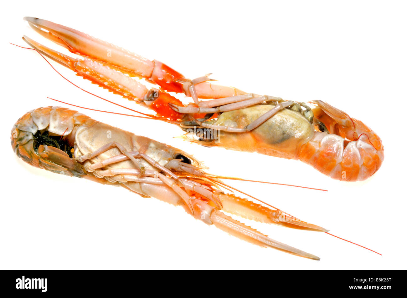 Raw Langoustine (Nephrops norvegicus) known as the Norway lobster, Dublin Bay prawn, or scampi Stock Photo