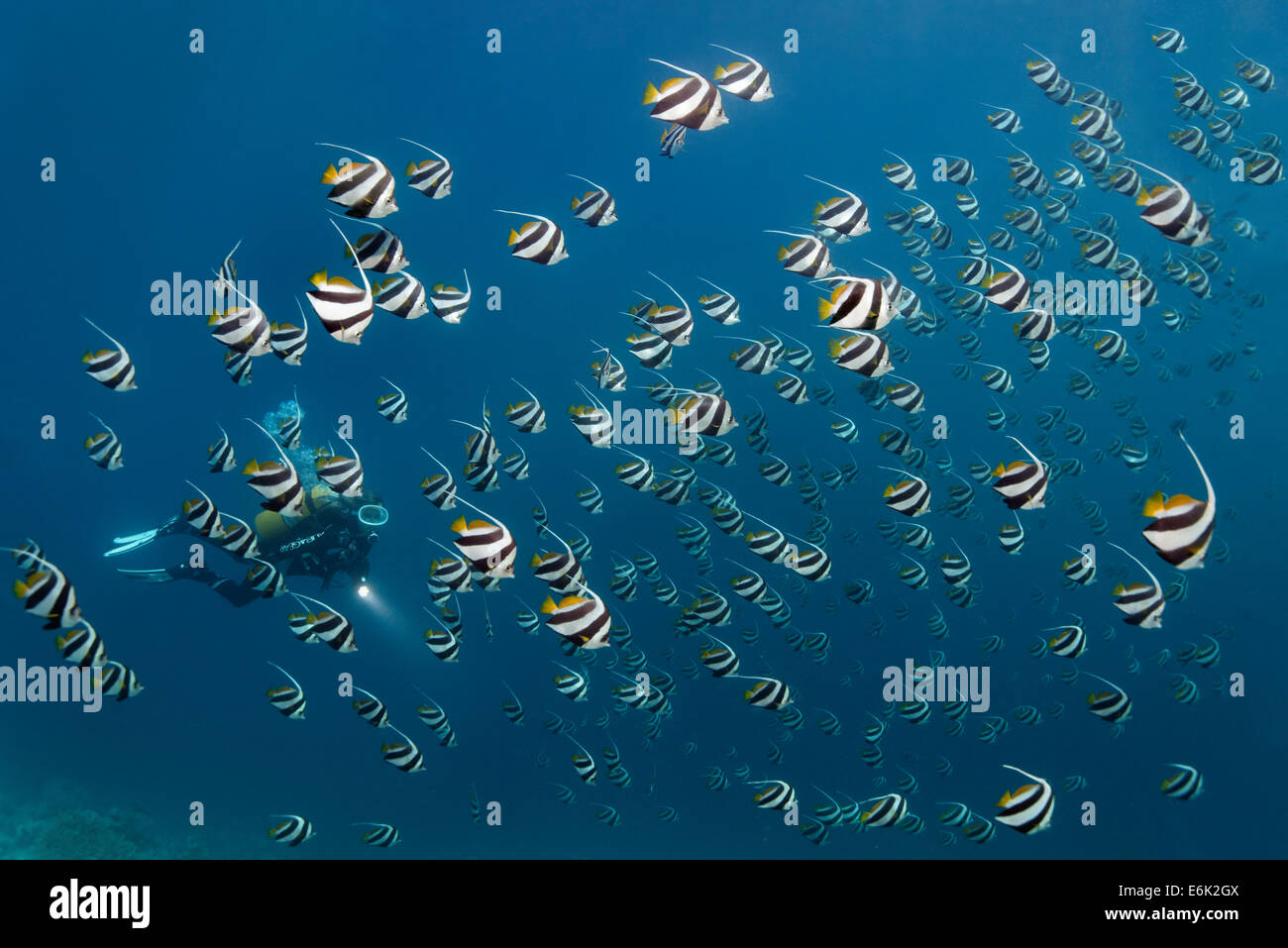 Scuba diver in a school of Schooling Bannerfish (Heniochus diphreutes) over a coral reef, Indian Ocean, Embudu Stock Photo
