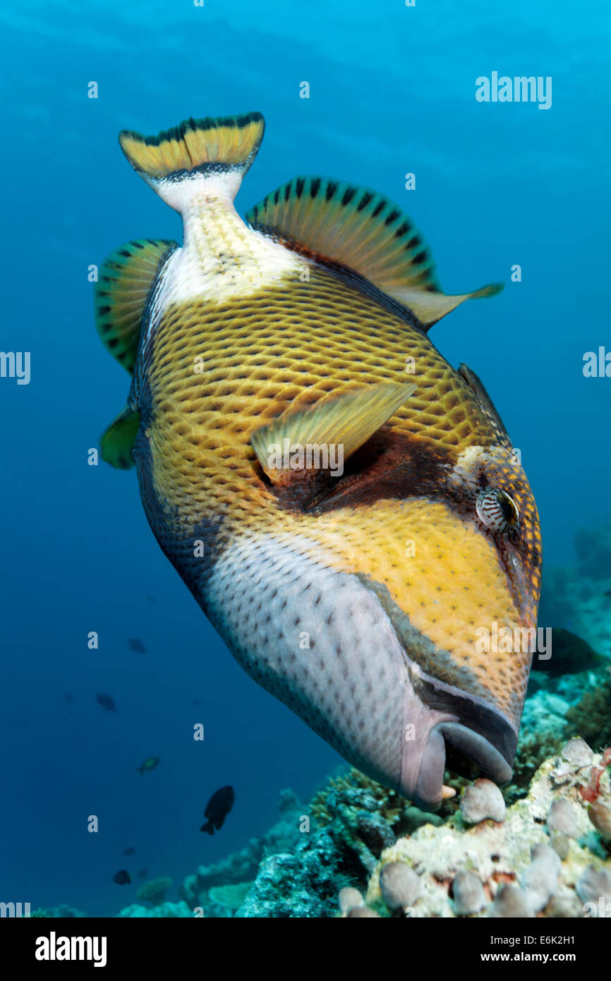 Titan Triggerfish or Giant Triggerfish (Balistoides viridescens) feeding, Indian Ocean, Embudu, South Malé Atoll, Maldives Stock Photo
