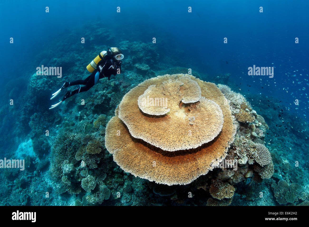 Scuba diver looking at a Brush Coral (Acropora hyacinthus), Indian Ocean, Embudu, South Malé Atoll, Maldives Stock Photo