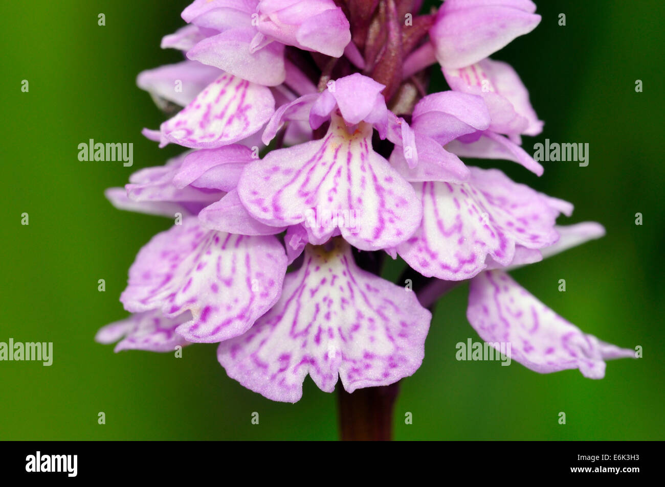 Heath Spotted Orchid - Dactylorhiza maculata ericetorum Closeup Stock Photo