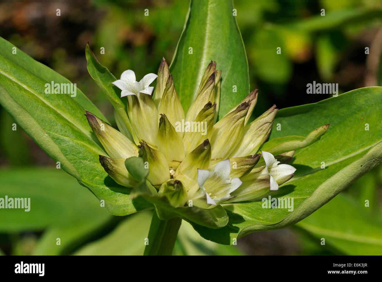 Tibetian Gentian - Gentiana tibetica Wild Flower from Tibet Stock Photo