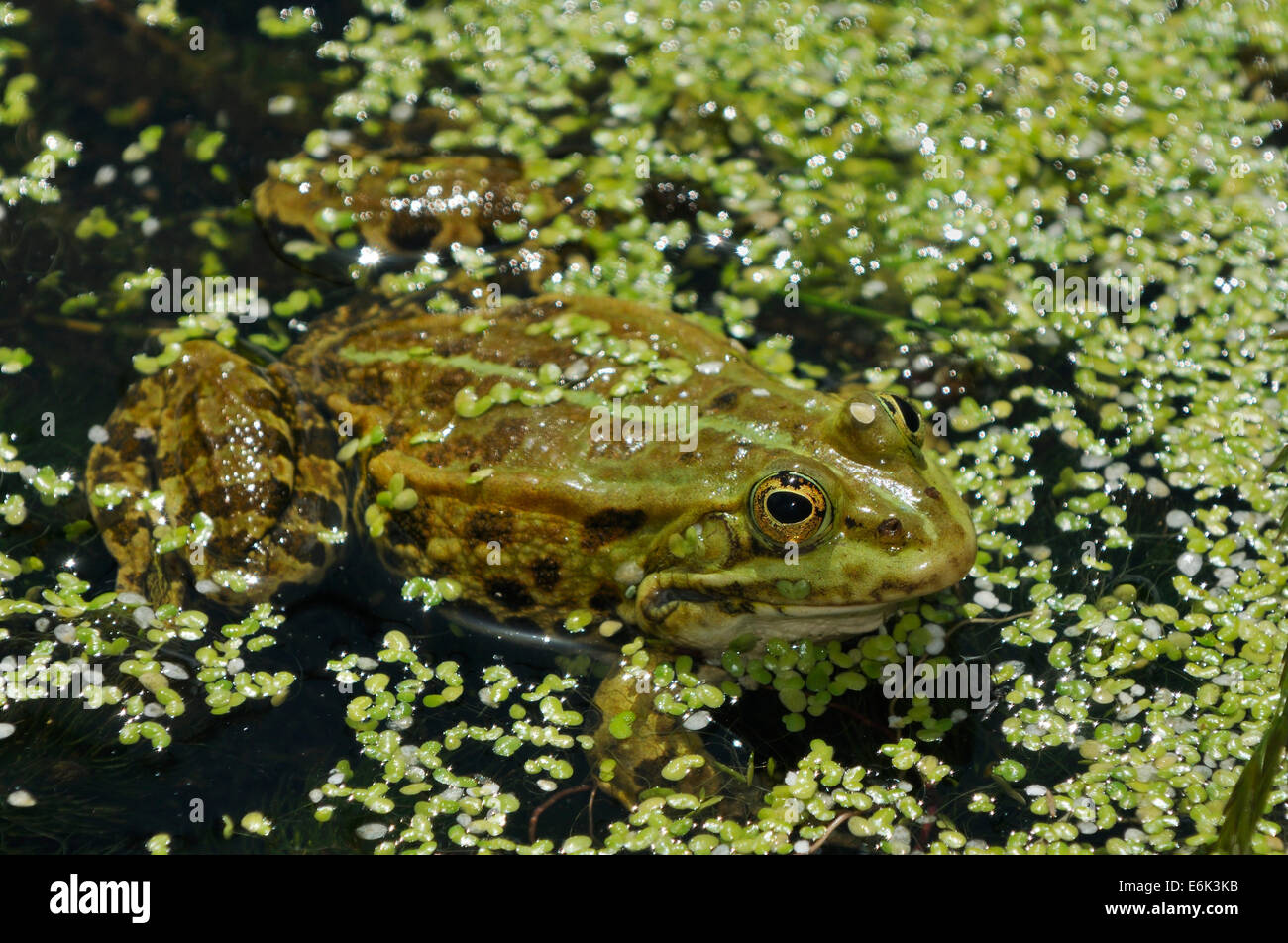 Marsh Frog - Rana ridibunda in Duck Weed Stock Photo