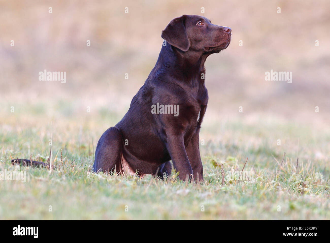 Chocolate Labrador Retriever, male dog sitting in the grass, Germany Stock Photo