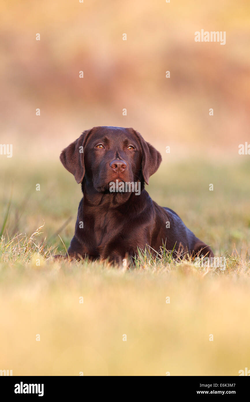 Chocolate Labrador Retriever, male dog lying in the grass, Germany Stock Photo