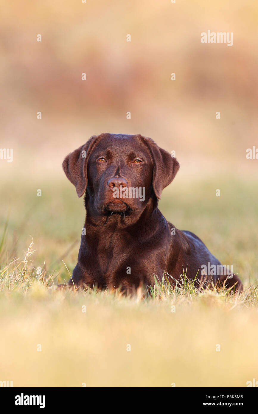 Chocolate Labrador Retriever, male dog lying in the grass, Germany Stock Photo