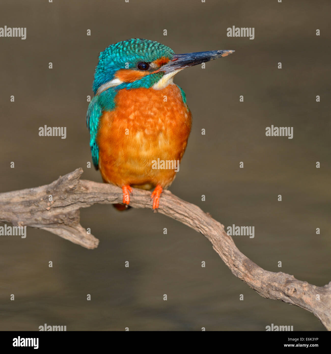 Kingfisher (Alcedo atthis), male with clay at the tip of its beak, on perch in the evening light, Swabian Alb Biosphere Reserve Stock Photo