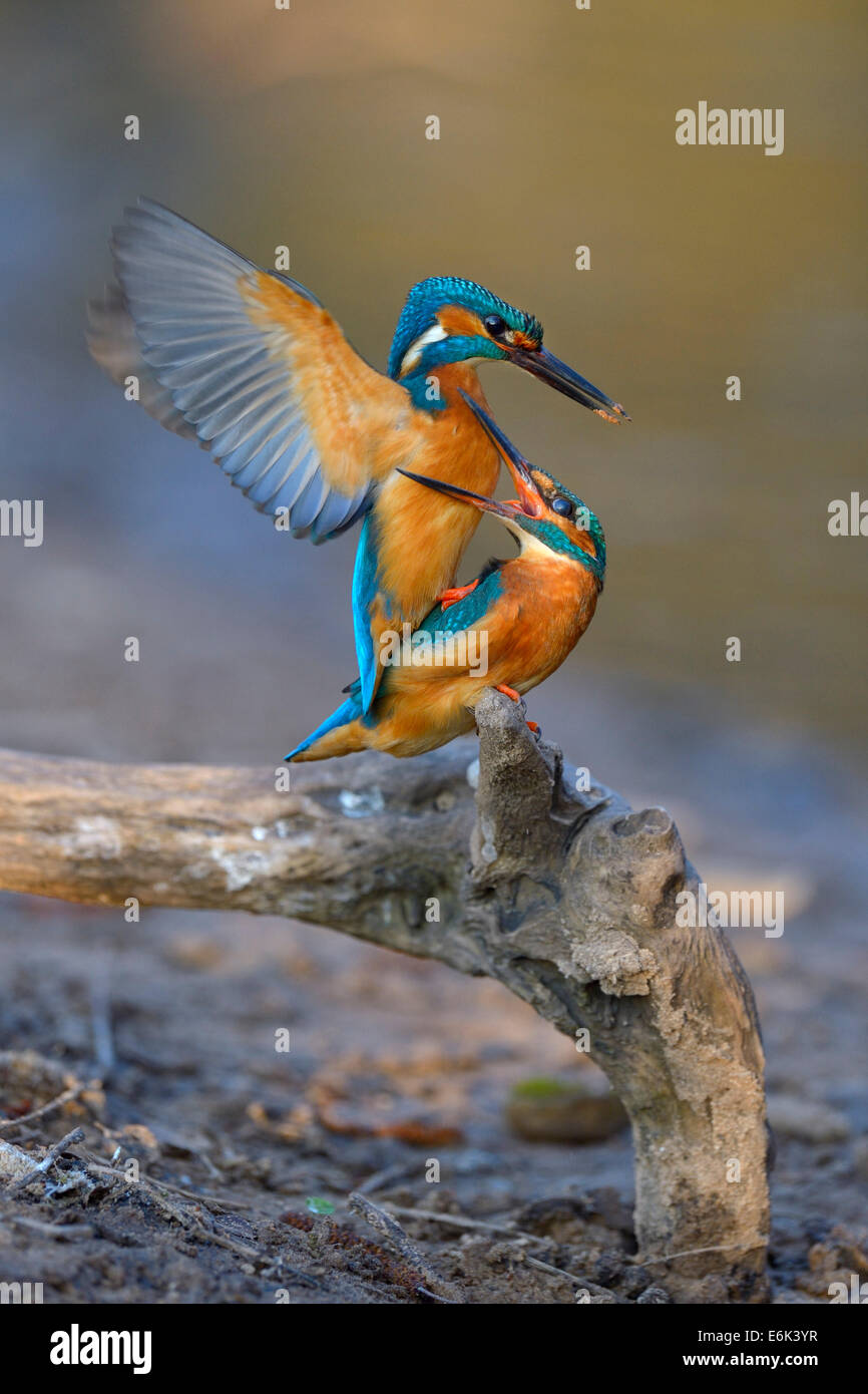 Kingfisher (Alcedo atthis), male with clay at the tip of its beak has its mating attempt blocked by female Stock Photo