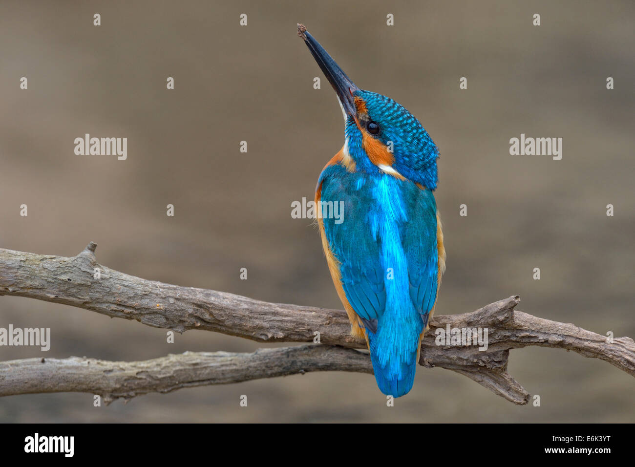 Kingfisher (Alcedo atthis), male with clay at the tip of its beak, Swabian Alb Biosphere Reserve, Baden-Württemberg, Germany Stock Photo