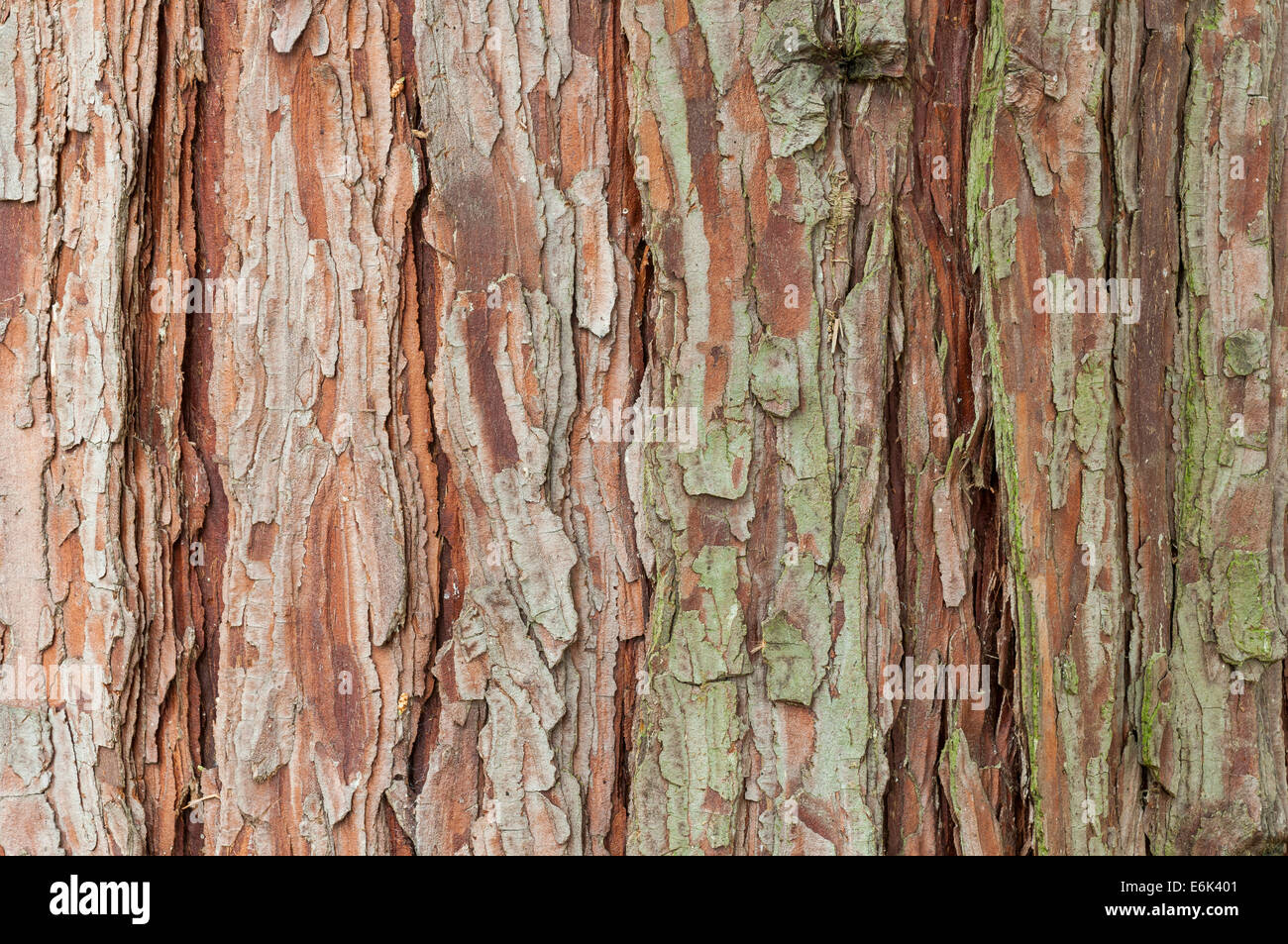 Bark of a California incense cedar (Calocedrus decurrens), Palm Garden