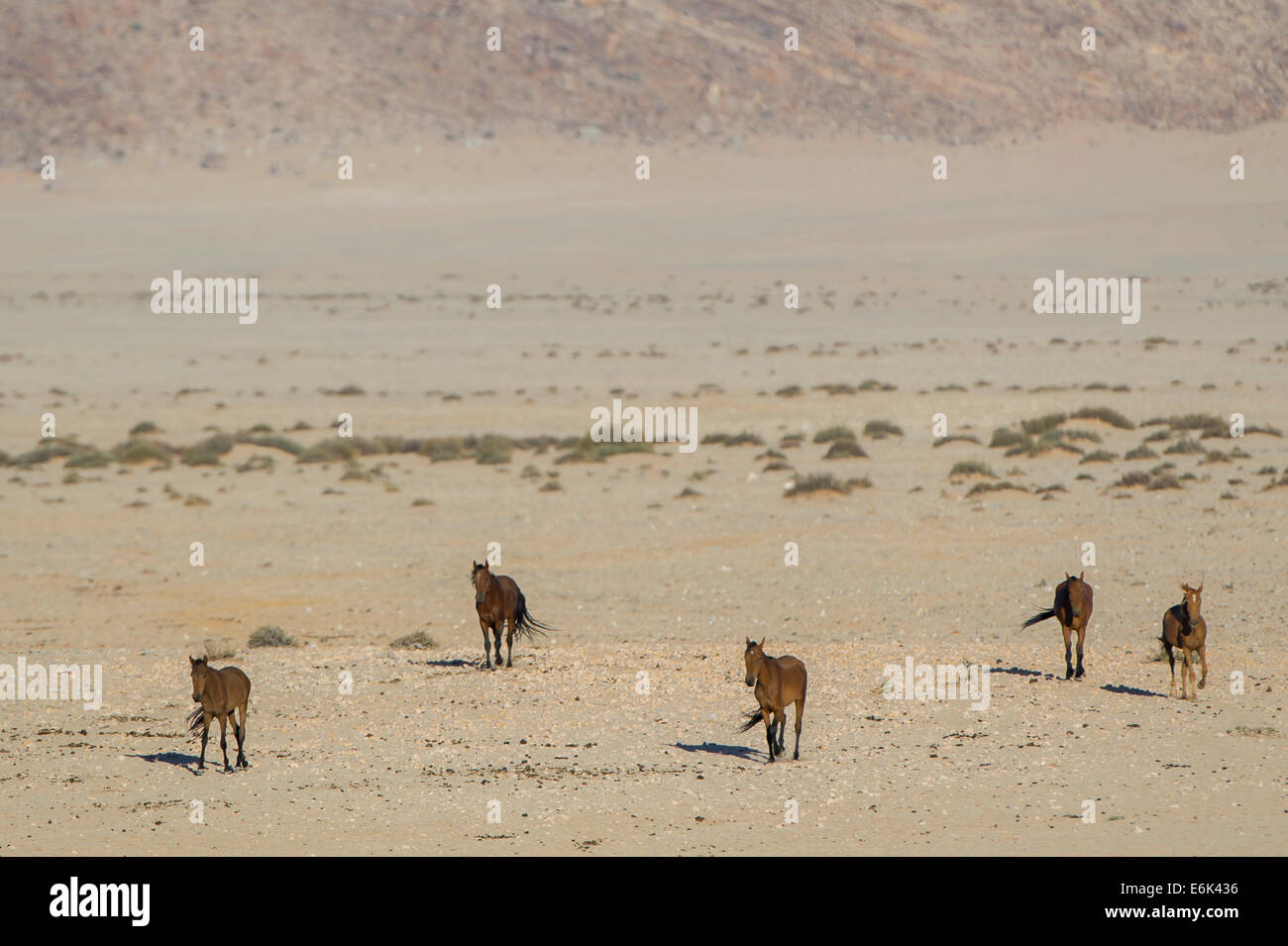 Wild horses in the Namib Desert, descendants of horses of the German colonial protection force in German South-West Africa Stock Photo
