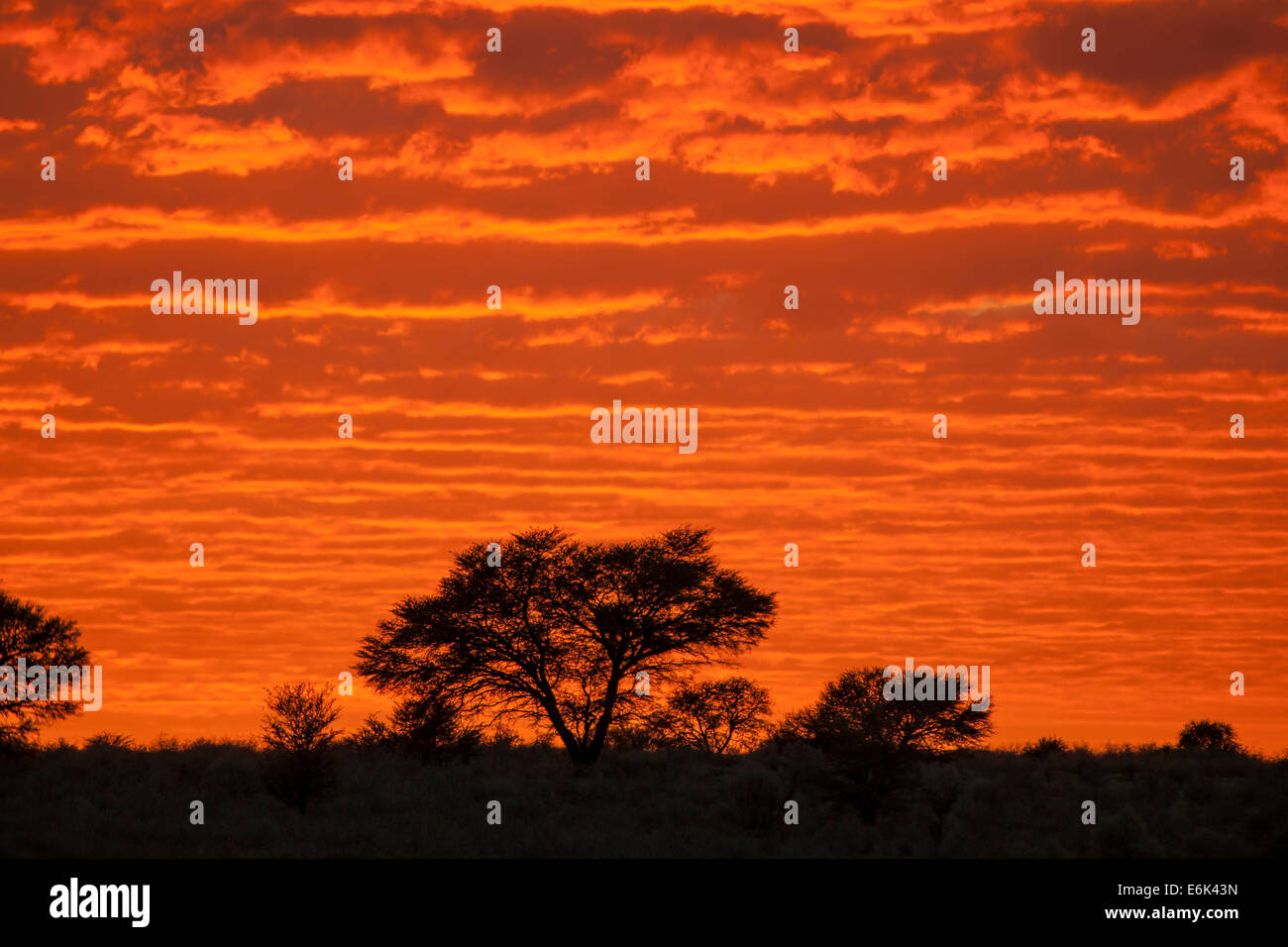 Glowing red clouds at sunset, Mata Mata, Kgalagadi Transfrontier Park, South Africa Stock Photo