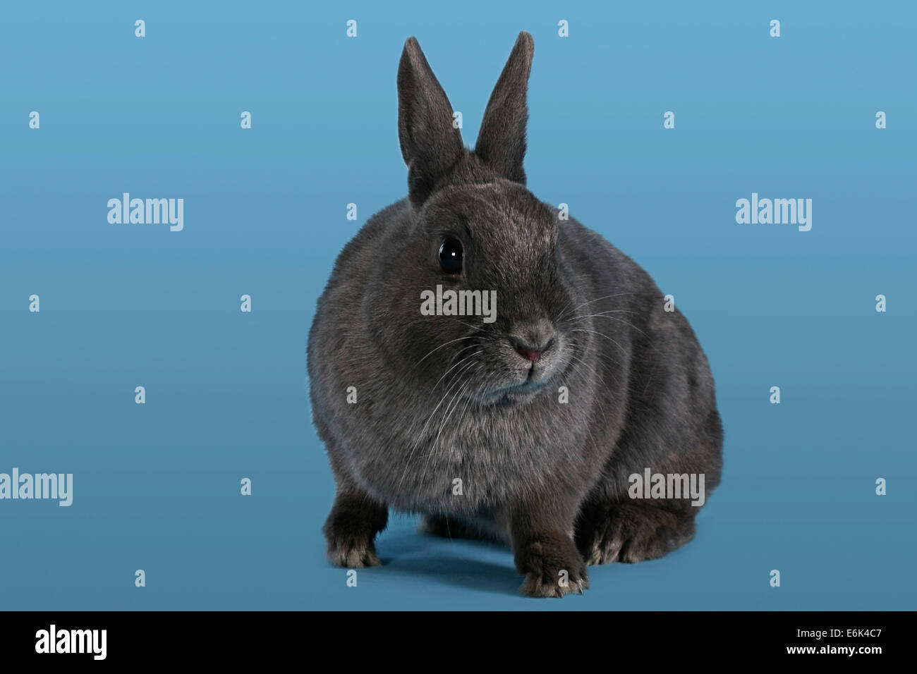 Blue Dwarf rabbit Stock Photo