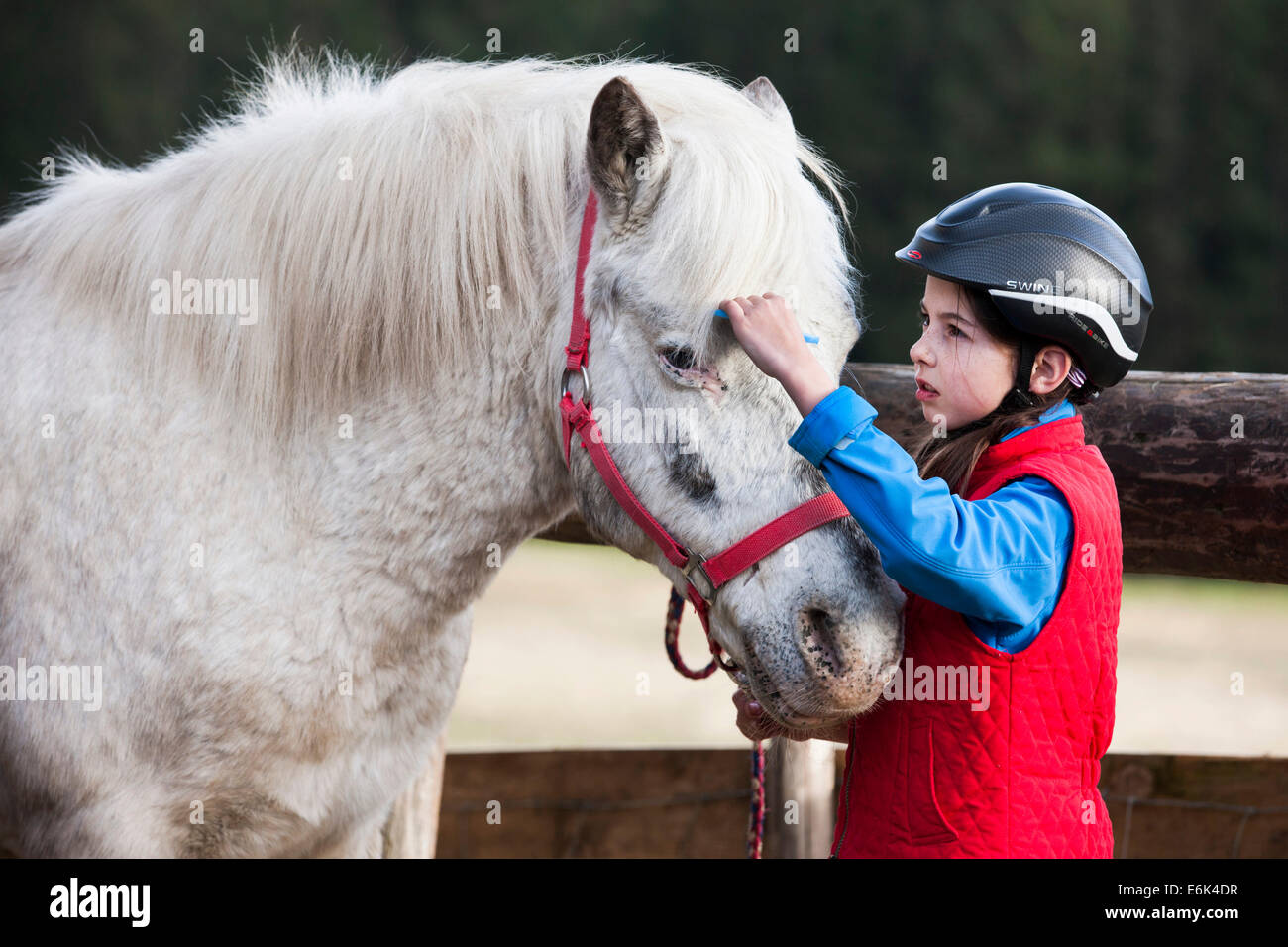 Girl combing a pony's mane, gray, Tyrol, Austria Stock Photo