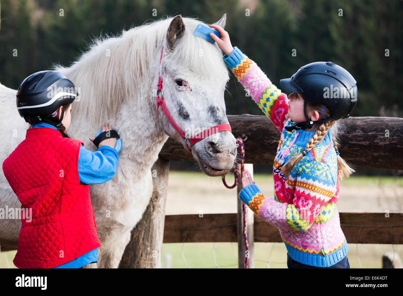 Two girls grooming a pony, gray, Tyrol, Austria Stock Photo