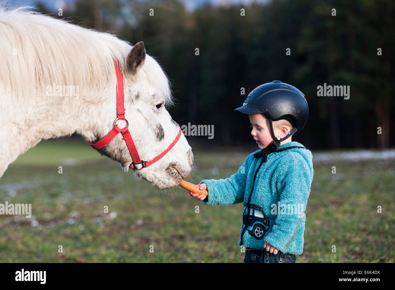 Young child wearing a riding helmet feeding a pony, gray, Tyrol, Austria Stock Photo
