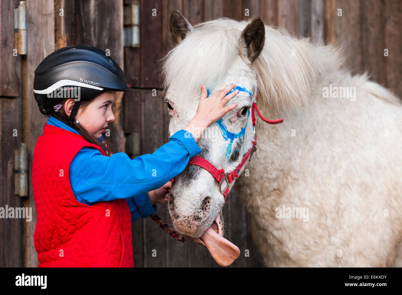 Girl wearing a riding helmet painting a pony with finger paints, pony stretching out its tongue, gray, Tyrol, Austria Stock Photo