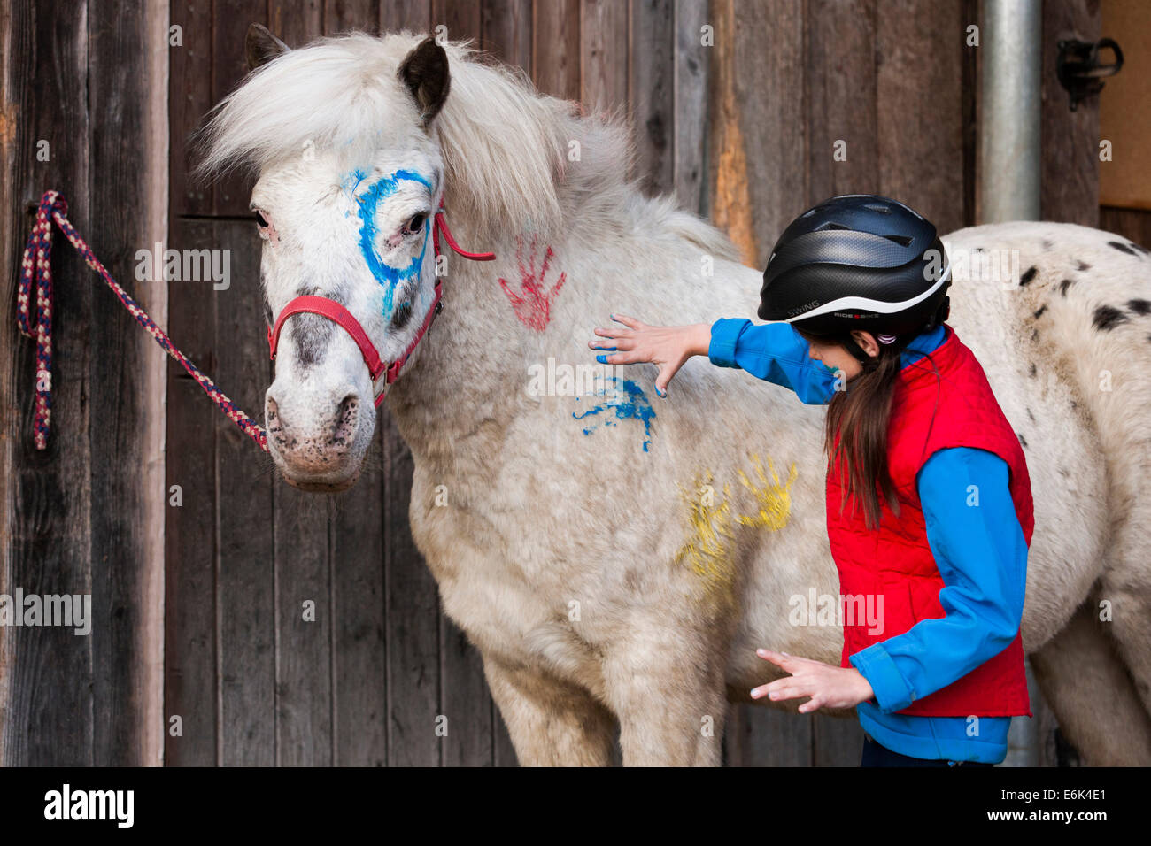 Girl wearing a riding helmet painting a pony with finger paints, gray, Tyrol, Austria Stock Photo