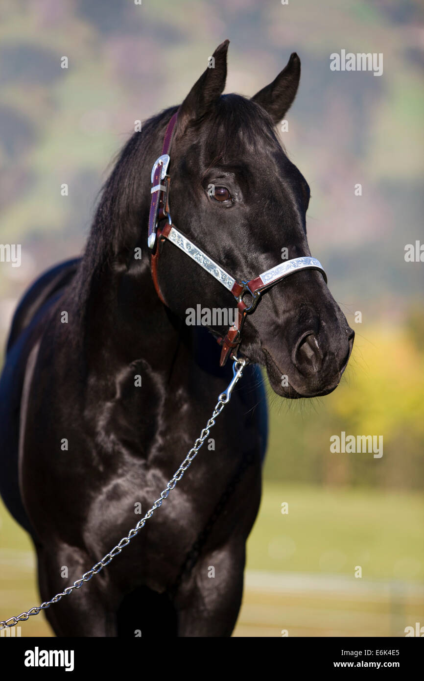Quarter Horse wearing a show halter, black, North Tyrol, Austria Stock