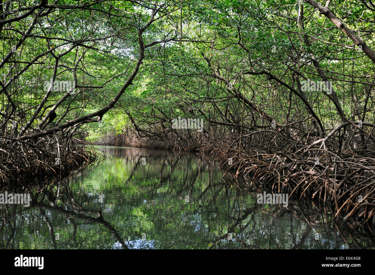 Mangroves near Isla Pedro Pelada, Isla Palina, Lintón, Colón, Panama Stock Photo