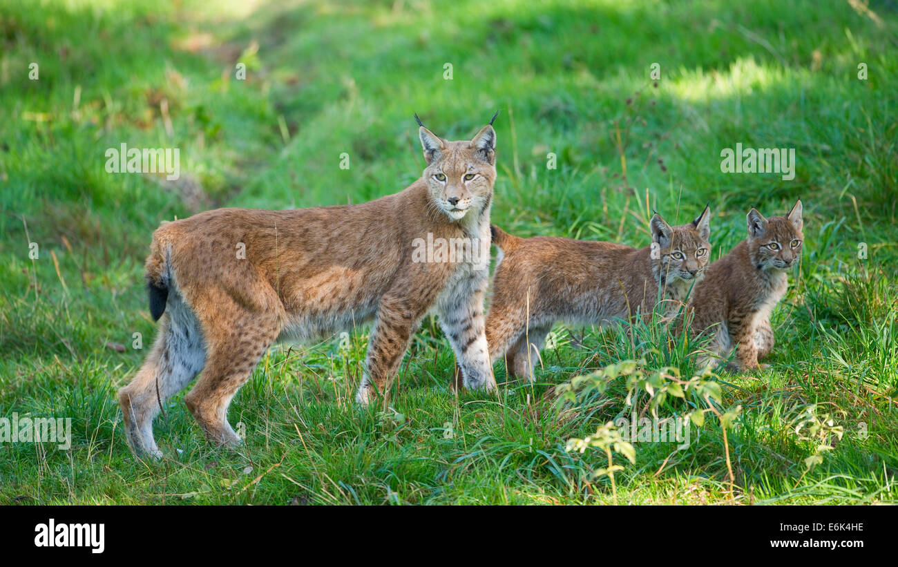 Eurasian Lynx or Northern Lynx (Lynx lynx), female with kittens, captive, Lower Saxony, Germany Stock Photo